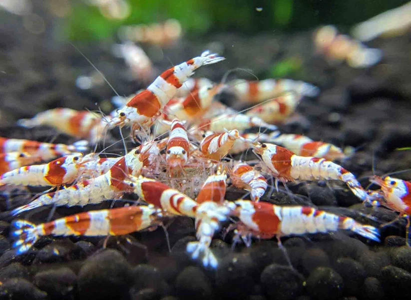 the-allure-of-red-crystal-shrimp-in-the-aquascaping-world