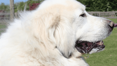 how-to-make-your-home-extra-friendly-for-big-dog-companions